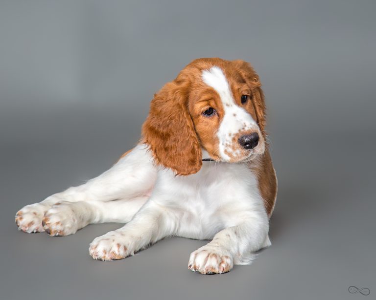 Puppy exercises
